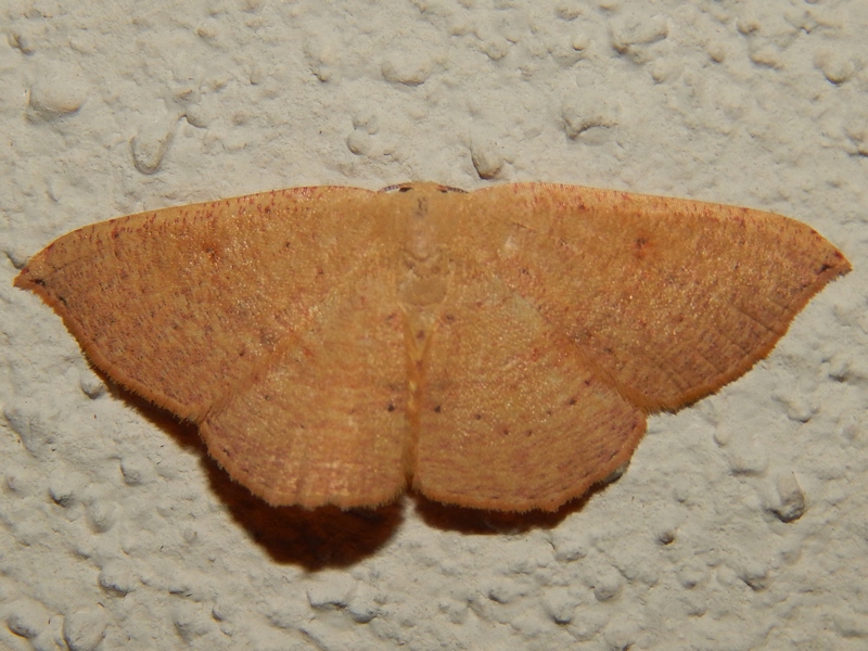 aiuto id 3